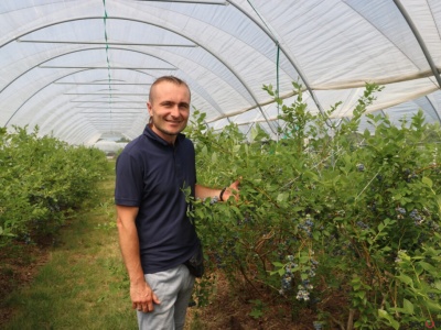 Borówki pod presją: przymrozki, susze, ulewy i droga energia