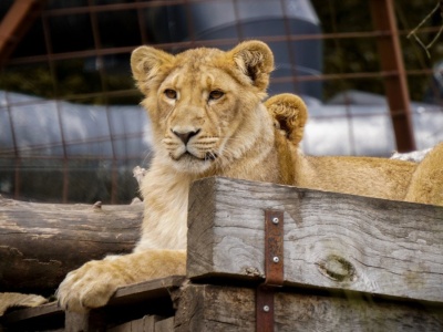 Lwy i tygrysy zabite podczas remontu. Skandal w legendarnym zoo