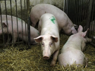 Dobrostan zwierząt: rolnicy dostali więcej czasu i prostsze zasady