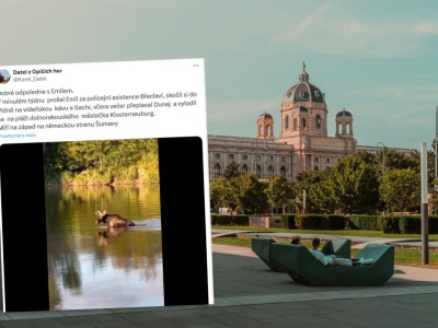Polski łoś stał się gwiazdą internetu. Dotarł aż pod Wiedeń. Austriacy go uwielbiają