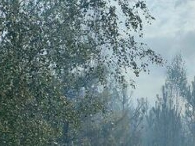 21 zastępów straży pożarnej gasi pożar lasów w okolicach Firleja