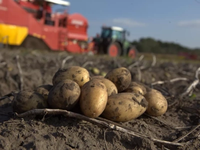 Import ziemniaków do Polski kosztował ponad 200 mln zł. Skąd Polska importuje najwięcej ziemniaków?