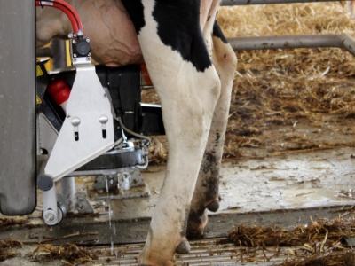 Produkcja mleka A2A2 zyskuje na popularności