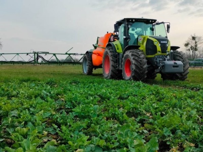 Odchwaszczanie rzepaku ozimego – lepiej nie zostawiać do wiosny