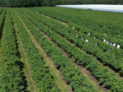 Rolnik stracił plantację przez robotników. Kto odda pieniądze?