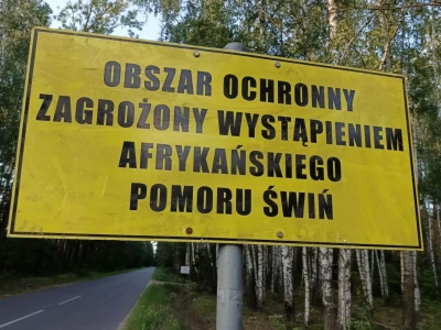 ASF na ogromnej fermie świń. Kolejny kraj ma poważne kłopoty!