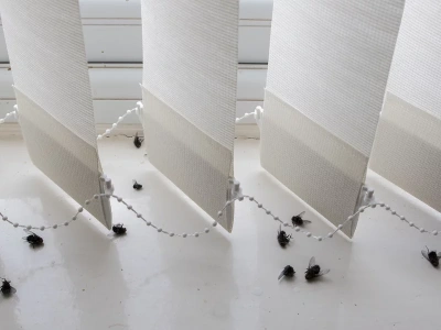 Tak można pozbyć się much z domu. Entomolog o „śmierdzącym” sposobie