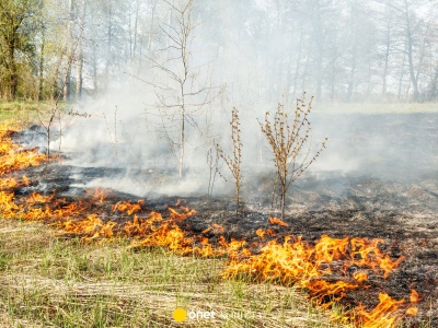 Będą surowe kary za wypalanie traw i rozniecanie ognia. Mogą sięgnąć nawet do 30 tys. zł