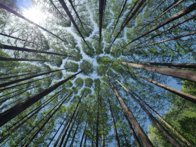 Międzynarodowy Dzień Kąpieli Leśnych. To okazja do kontaktu z naturą!