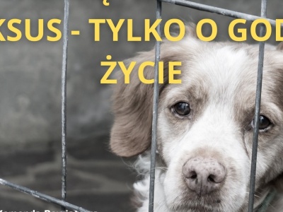 Dramat zwierząt w gminie Dąbie. Właściciele staną przed sądem