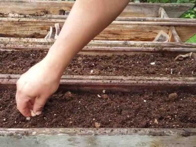 Sadzę czosnek w tych dniach. Główki mam wielkie jak pięść