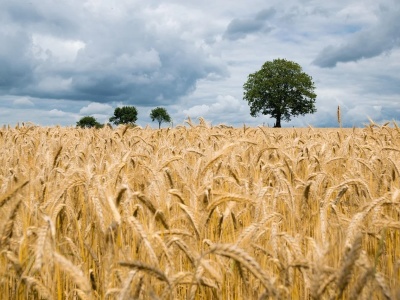 Nowe prognozy USDA: Większe zbiory pszenicy –  niższe ceny dla rolników