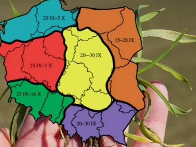 Terminy siewu zbóż ozimych. Klimat się zmienia, zalecenia też