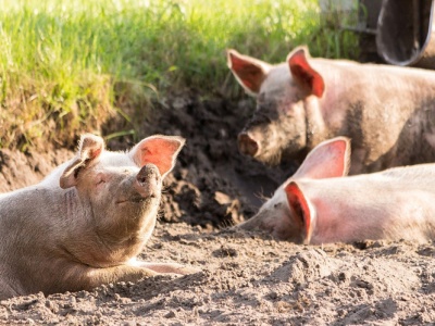 Pieniądze na ogrodzenia, silosy i dezynfekcję. Do wzięcia nawet 100 tys. zł