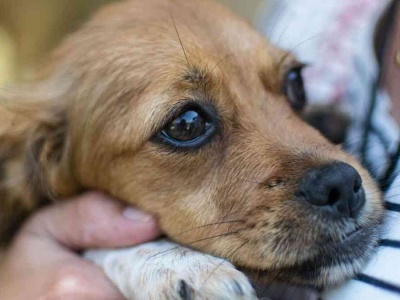 Myślisz, że pies tylko Cię pociesza? Badania mówią coś innego