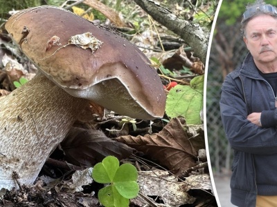 Właściciel skupu grzybów o tegorocznych zbiorach: Podgrzybki, jak nieapetyczne