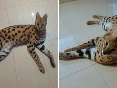 Drapieżny kot spacerował po lesie w Polsce. Nowe fakty ws. Simby