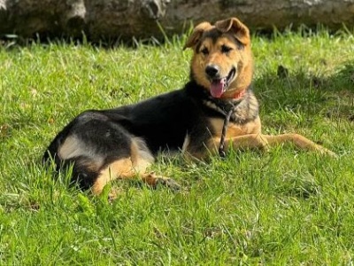 Do serca przytul… Kto pokocha Roxy ze świdnickiego schroniska? [FOTO]