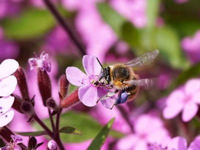 Mydlnica bazyliowata – Saponaria ocymoides L.