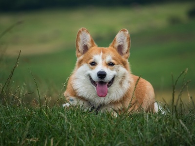 Nie taki słodki pluszak. Corgi jako pies pasterski