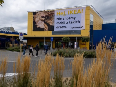 Greenpeace: IKEA robi meble z blisko 200-letnich drzew