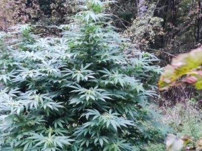 Plantacja konopi głęboko ukryta w lesie