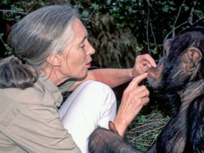 Zmarła Jane Goodall: matka chrzestna szympansów, która chciała, by ludzie stali się lepsi