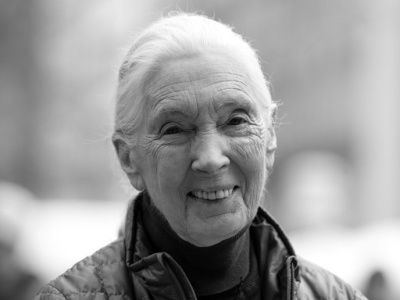 Jane Goodall - cytat o różnicy między wandalizmem a postępem