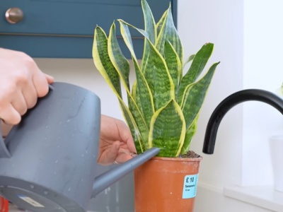 Sansevieria rośnie jak w bajce. Odkąd podlewam ją resztkami z obiadu
