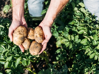 Nadprodukcja ziemniaków, rolnicy proszą o pomoc