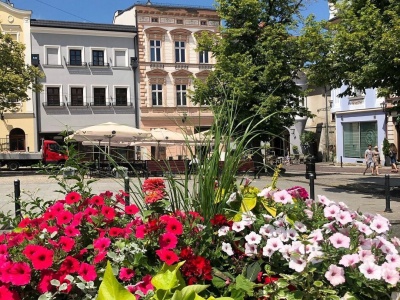 Setki tysięcy na nasadzenia. Bielsko-Biała ma stać się bardziej zielone