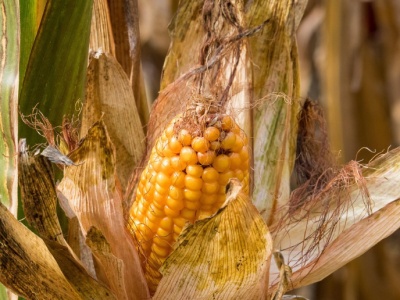 FAO podnosi październikową prognozę produkcji zbóż