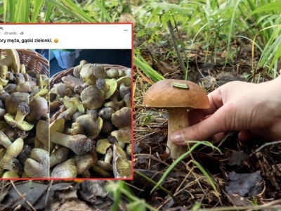 Pokazała, co mąż znalazł podczas grzybobrania. 