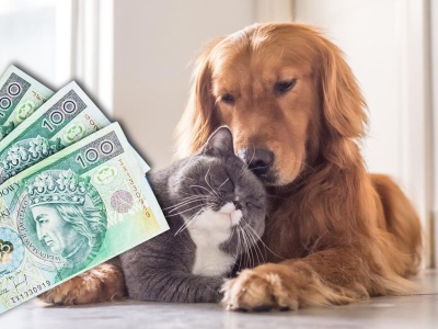 Ile kosztuje opieka nad pupilem?