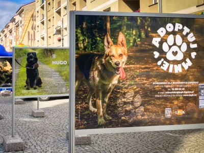 Bezdomniaki na fotach w Rynku - wystawa plenerowa „Adoptuj mnie” (FOTO)