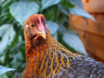 Argentyna wolna od wysoce zjadliwej grypy ptaków H5N1