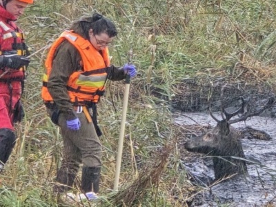 Dramatyczna akcja ratunkowa jelenia – szybka reakcja uratowała życie zwierzęcia