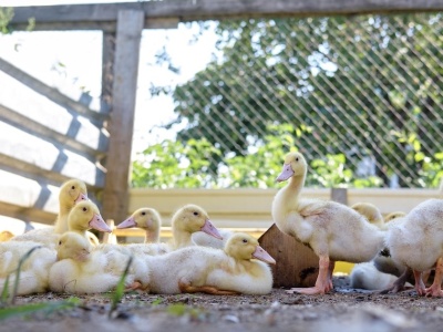 Wysoce zjadliwa grypa ptaków w powiecie tureckim. Obostrzenia dla hodowców drobiu