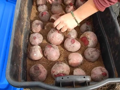Mój wujek przechowuje buraki tylko tak. Nie psują się do samej wiosny
