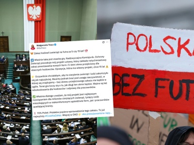 Sejm ponownie, po raz siódmy, pracuje nad zakazem hodowli na futra