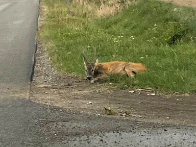 Potrącona sarna godzinami konała przy drodze. Procedury w takich sytuacjach są jasne, lecz z ich realizacją już gorzej (zdjęcia)