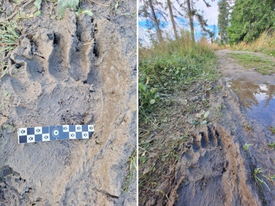Niedźwiedź w Gorcach. To niecodzienny widok