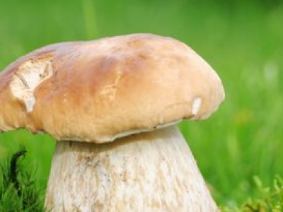 Co oznaczają dziury w grzybach i czy można takie zbierać? Wątpliwości mają nawet doświadczeni grzybiarze