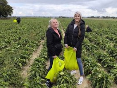Zaczęło się cwaniakowanie przy samozbiorach. Markety też chcą towar za pół darmo