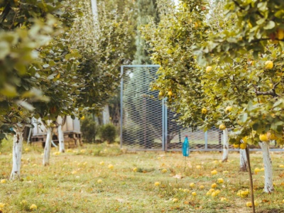 Kiedyś sadzona w ogrodach dworskich i klasztornych, dziś – poszukiwany owoc