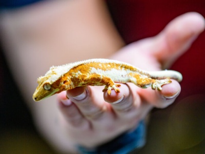 Targi terrarystyczno-akwarystyczne w Hali EXPO. Największe takie wydarzenie w Polsce