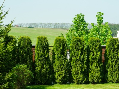 Tuje nie mogą rosnąć w nieskończoność. Wtedy sąsiad pójdzie do sądu