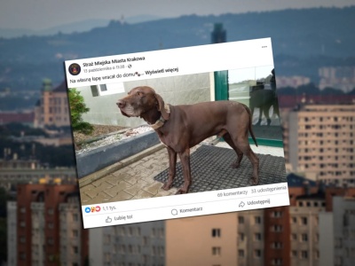 Pies błąkał się po ulicach Krakowa. Przeszedł 30 kilometrów, by znaleźć swoich opiekunów