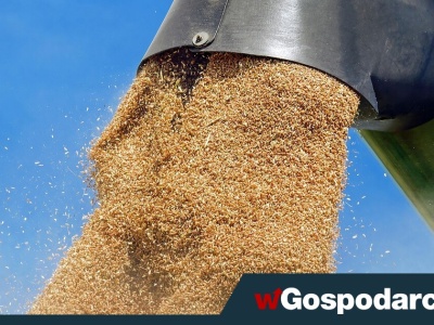 Eksport polskiego zboża spadł trzykrotnie!
