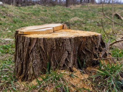 Tak pozbędziesz się pnia bez koparki. Wystarczy, że wlejesz do niego to